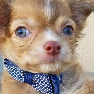 Meet your Posher, Fran